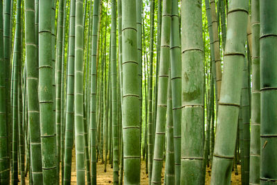 Full frame shot of bamboo plants growing in forest