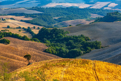 Scenic view of agricultural field