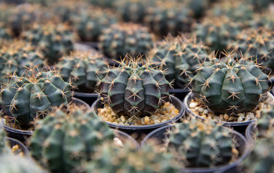 Close-up of succulent plant on field