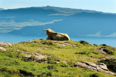 Highland cattle relaxing on field against lake and mountain