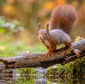 Close-up of squirrel on tree