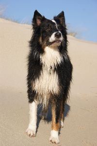 Portrait of dog on beach against sky