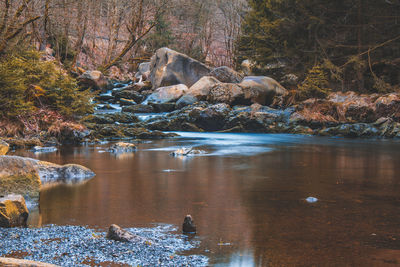 Scenic view of lake in forest