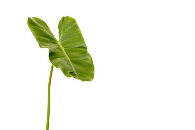 Close-up of leaf against white background