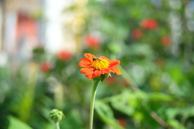 Close-up of orange flower against blurred background