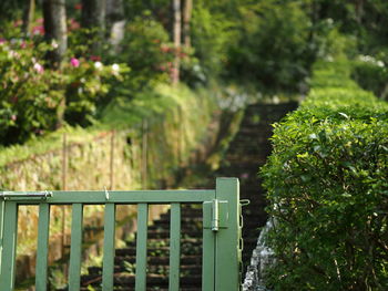 Footpath by trees in park