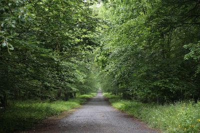 Empty road amidst trees in forest