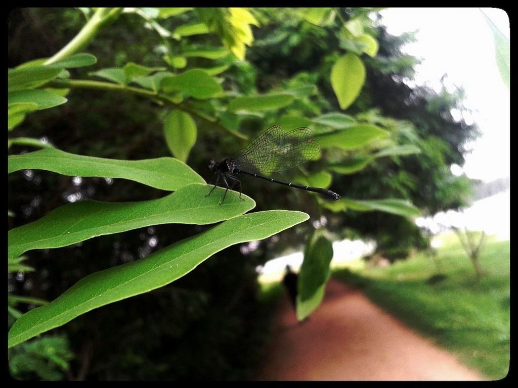 transfer print, leaf, green color, auto post production filter, growth, plant, tree, close-up, nature, focus on foreground, selective focus, green, branch, day, sunlight, one animal, outdoors, part of, leaf vein, no people