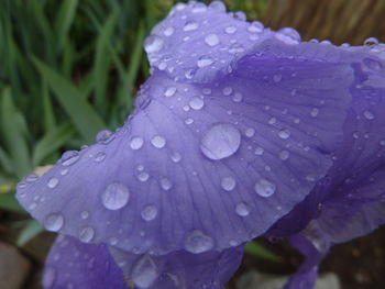 Close-up of water drops on flower