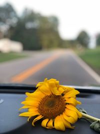Close-up of yellow flower on road