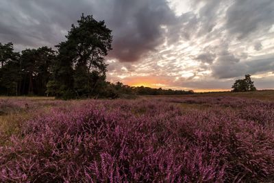 Scenic view of lavender field against sky during sunset