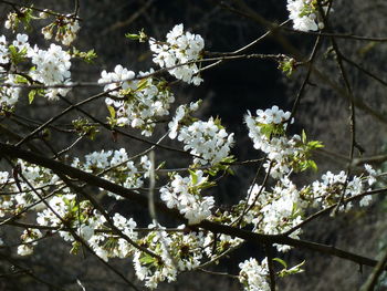 Close-up of white flowers on branch