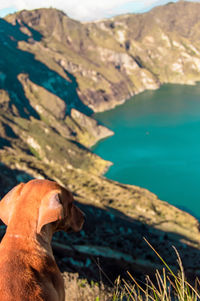 View of a dog in water