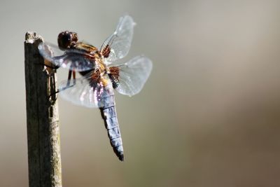 Close-up of insect