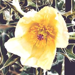 Close-up of yellow flower