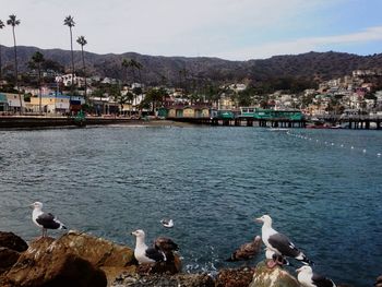 View of birds in water