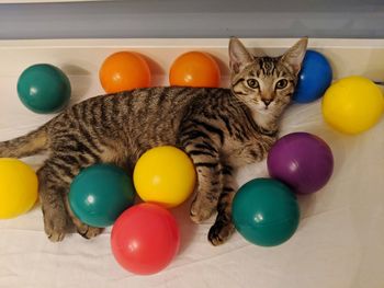 High angle view of cat on multi colored balls 