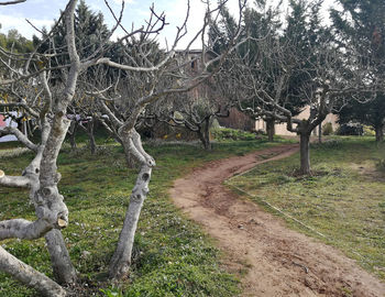 Bare trees on landscape against sky