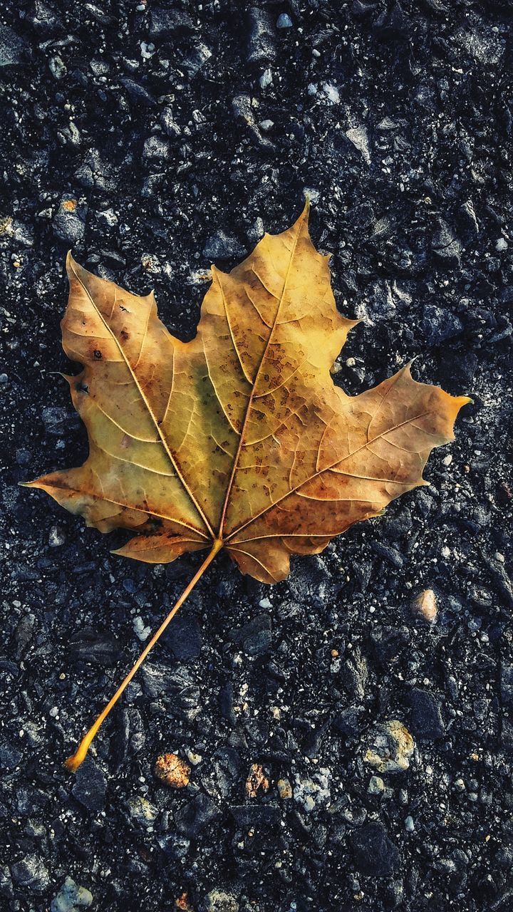 HIGH ANGLE VIEW OF DRY MAPLE LEAF ON LAND