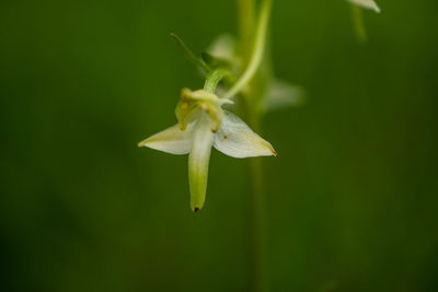 Close-up of insect on flower