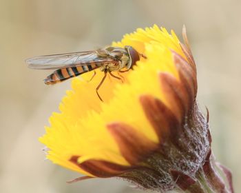 Close-up of bee pollinating on yellow flower