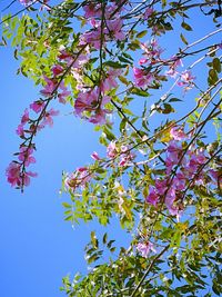 Low angle view of blooming tree against blue sky