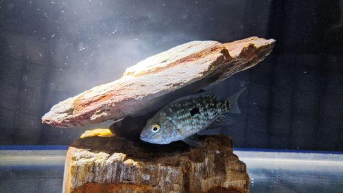 Close-up of fish swimming in sea