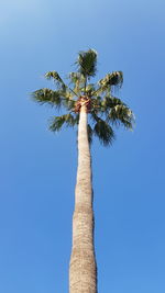 Low angle view of coconut palm tree against clear blue sky