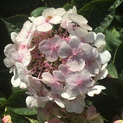 Close-up of pink flowers