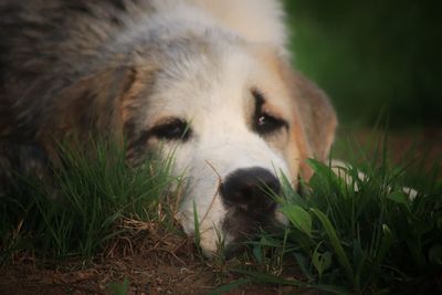 Close-up of dog on field