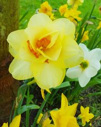 Close-up of yellow flowering plant