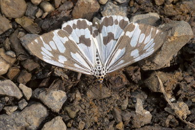 High angle view of butterfly on rock