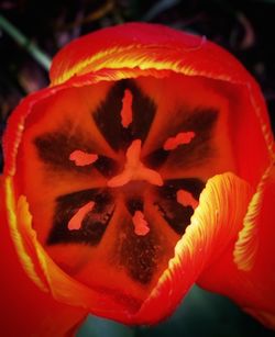 Close-up of a flower