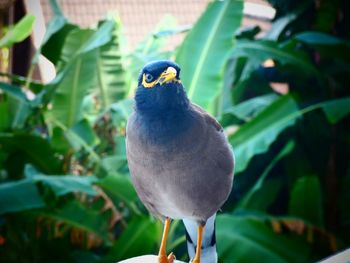 Close-up of bird perching on plant