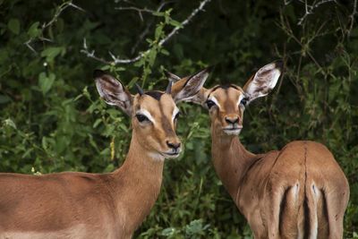 Deer in a farm