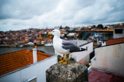 Seagull perching on retaining wall against sky