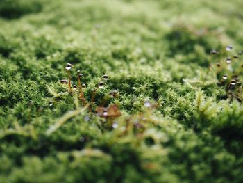 Close-up of plants on field