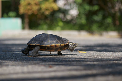 Close up of a turtle on the road