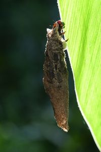 Close-up of insect