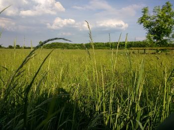 Scenic view of agricultural field against sky