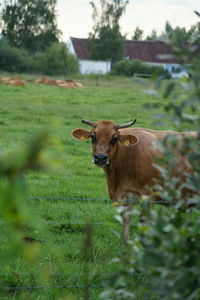 Cow on field