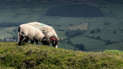 Sheep grazing on grassy field