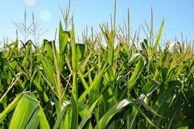 Cornfield in a sunny day