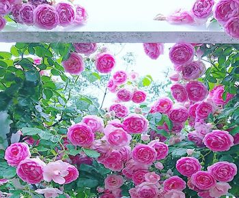 Close-up of pink rose bouquet