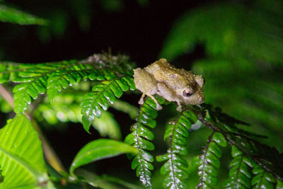 Close-up of lizard on plant