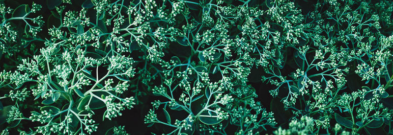 Plants moody background, flowerbuds and leaves texture, wide banner size