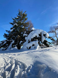 Snow covered trees on field against blue sky