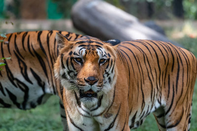 Tiger in a zoo