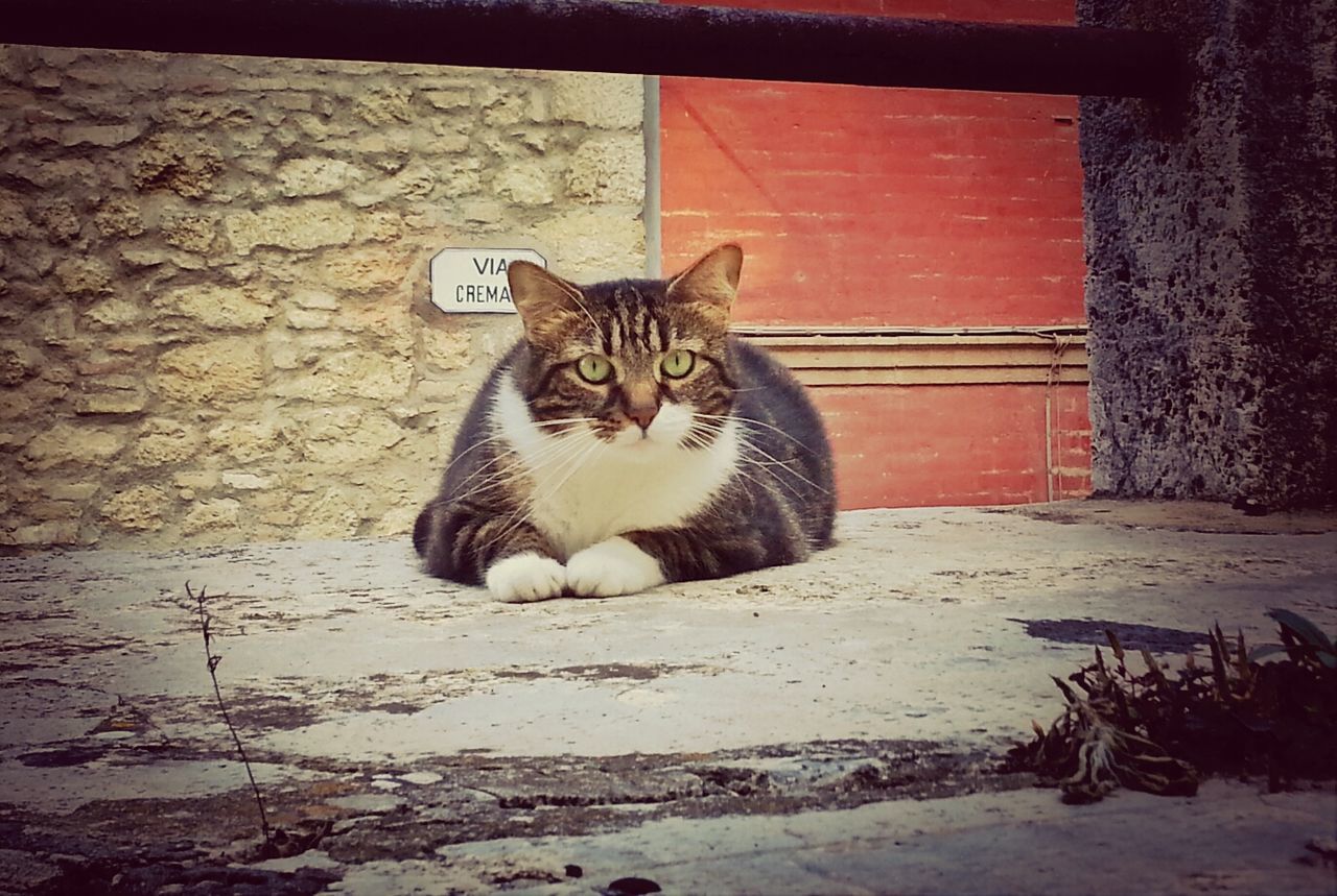 domestic cat, cat, pets, domestic animals, one animal, animal themes, feline, mammal, whisker, portrait, sitting, building exterior, looking at camera, relaxation, wall - building feature, built structure, architecture, house, alertness, full length