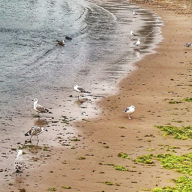 bird, animal themes, animals in the wild, wildlife, water, flock of birds, duck, nature, seagull, medium group of animals, beach, flying, lake, high angle view, shore, outdoors, sand, day, beauty in nature